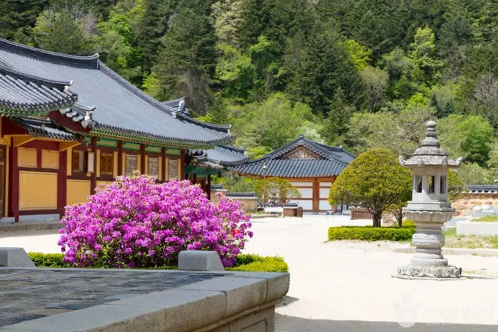 평창 풍경
