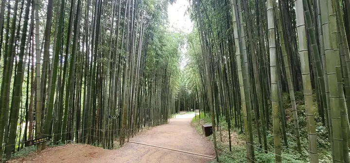 죽녹원