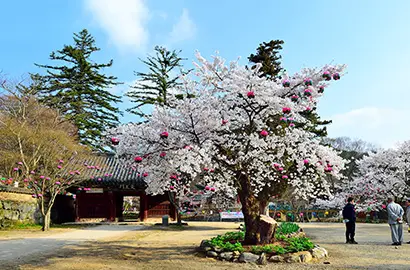 마곡사